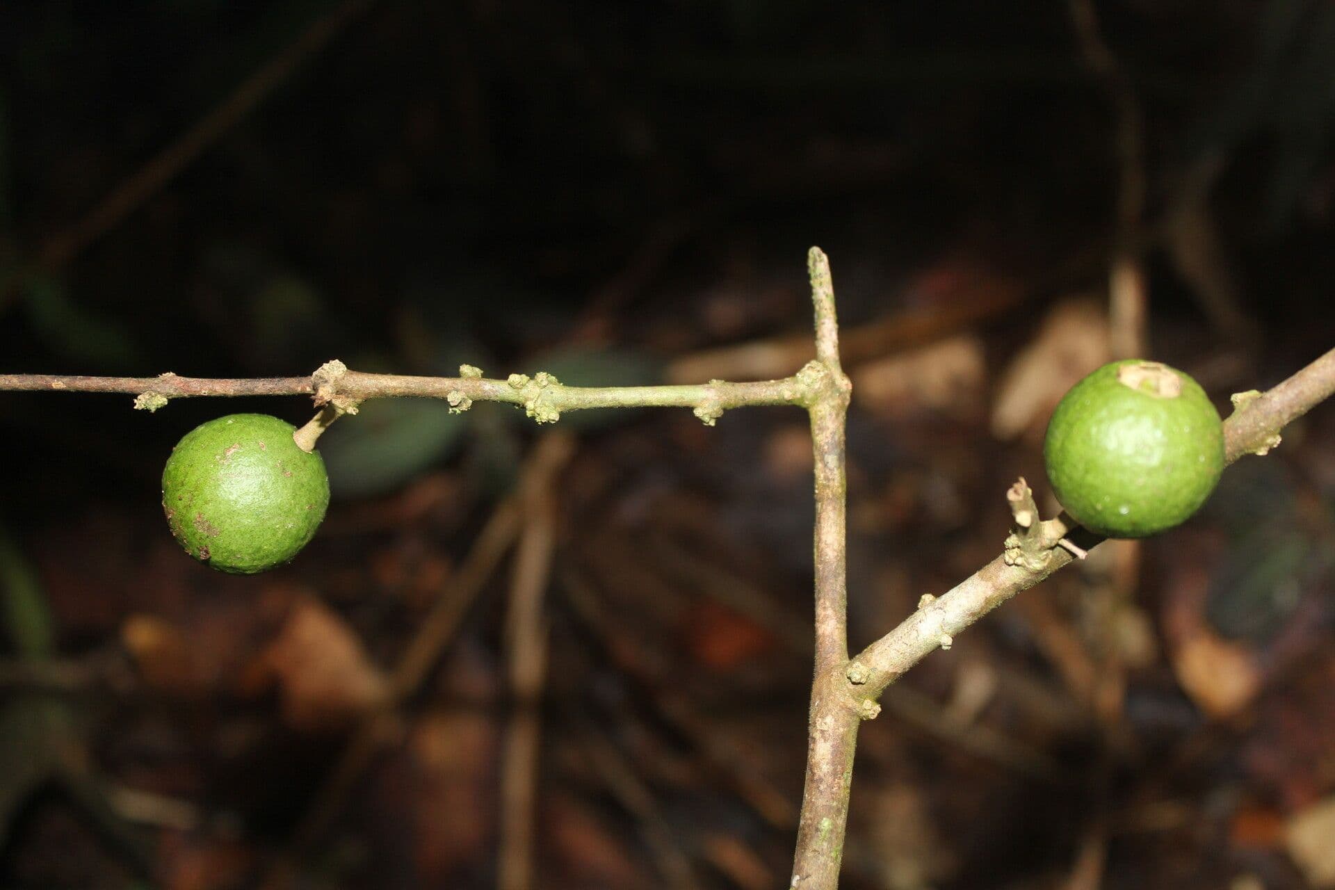 Eugenia 6