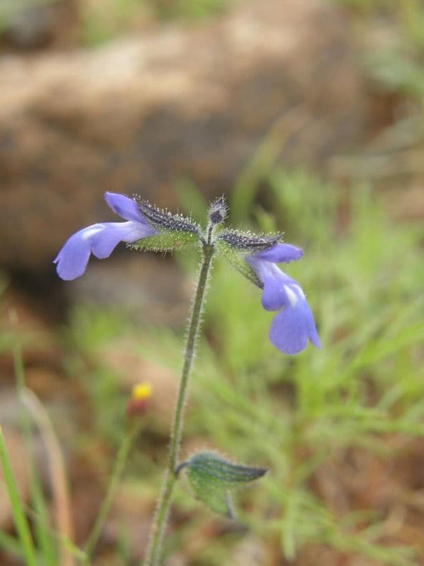 Salvia 5