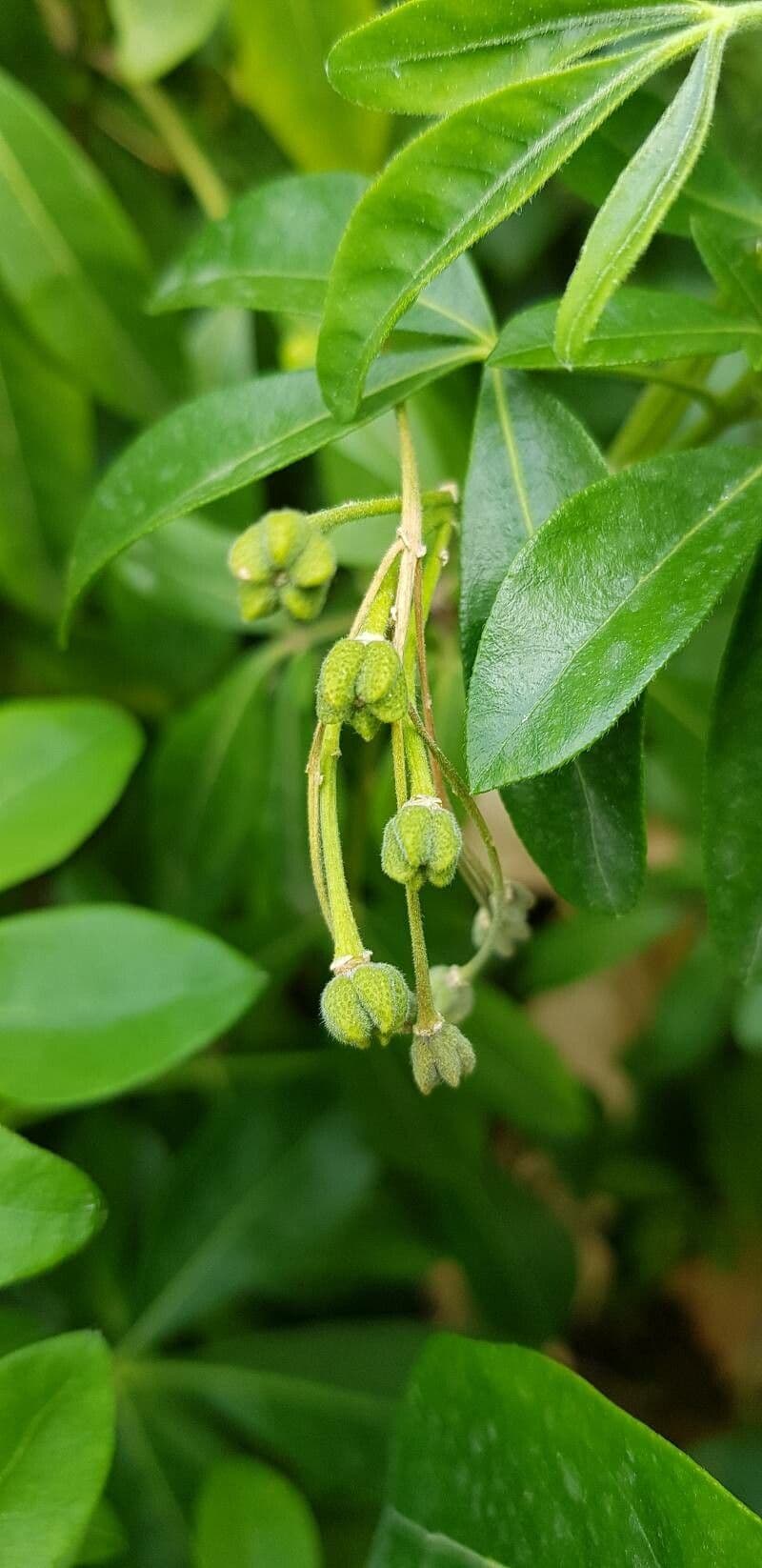 Choisya ternata