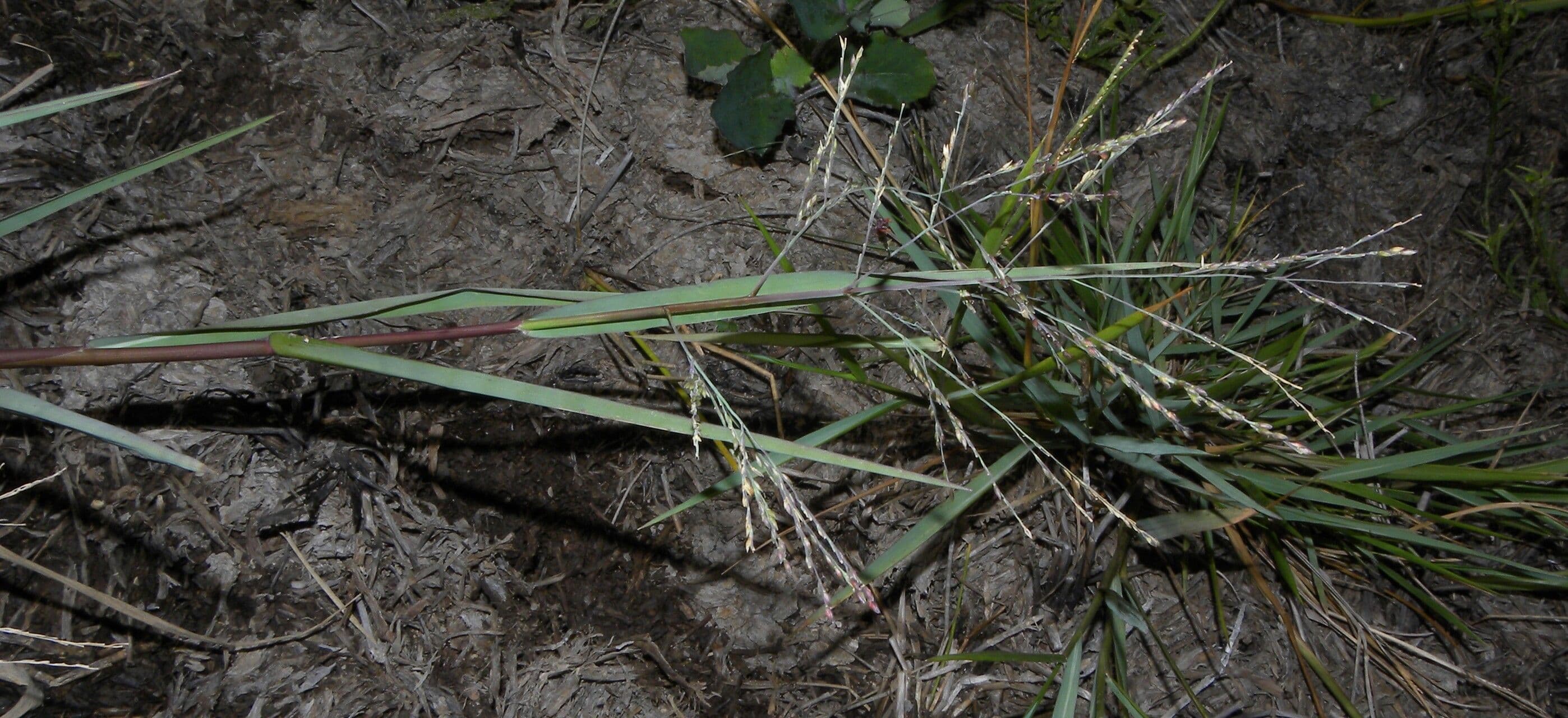 Panicum 7