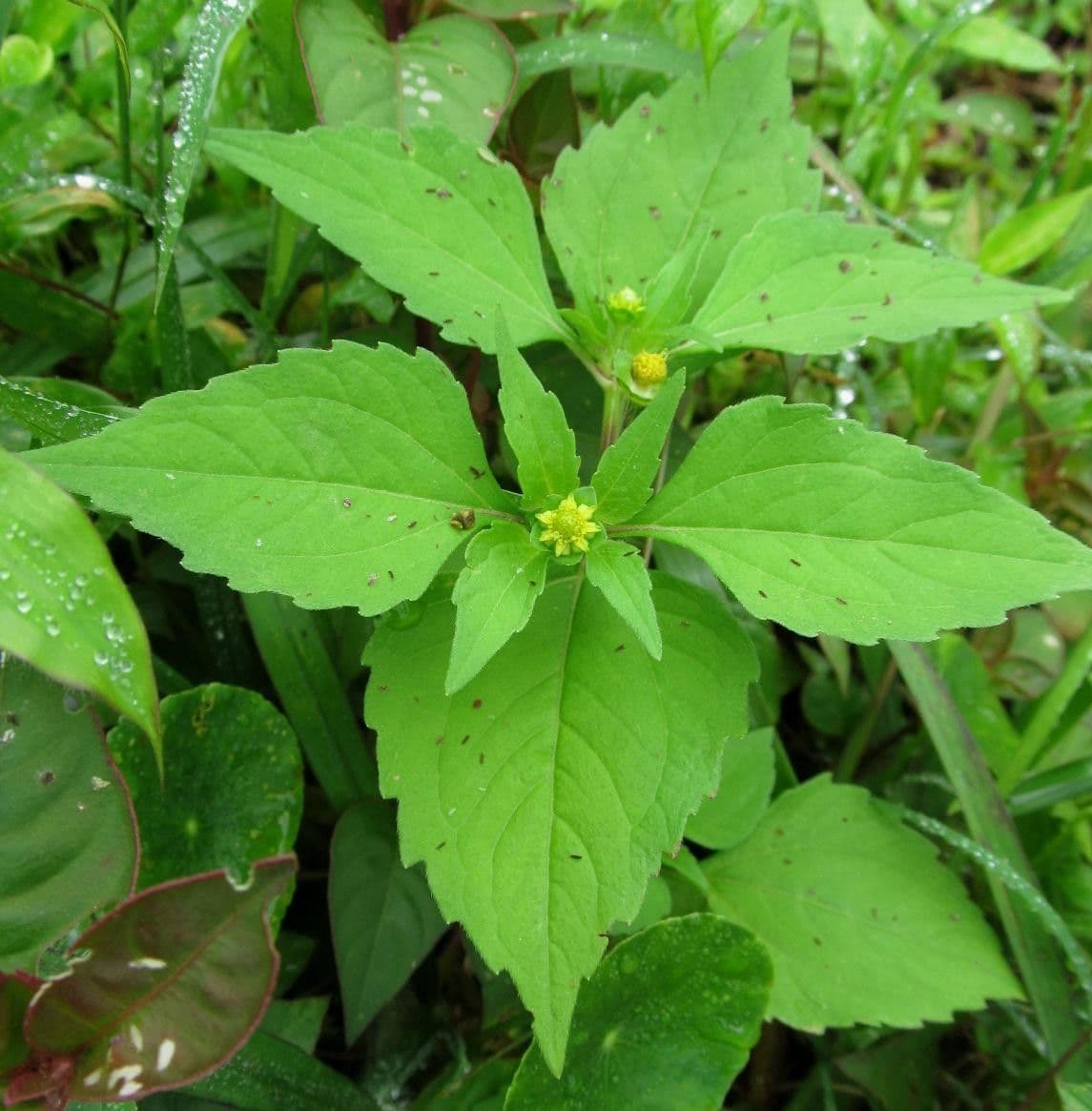 Melampodium 9