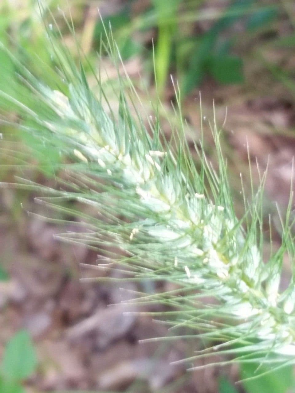 Elymus canadensis 7