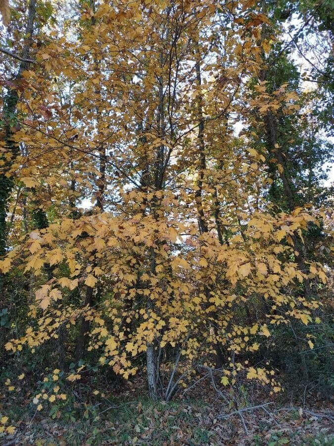 Jarabina brekyňová 14