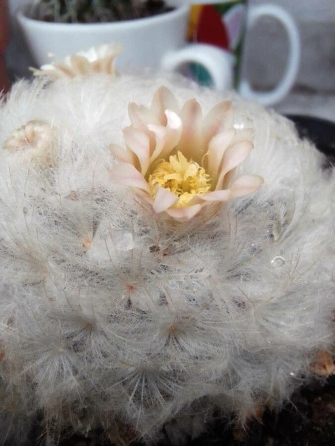 Cactus pluma 5