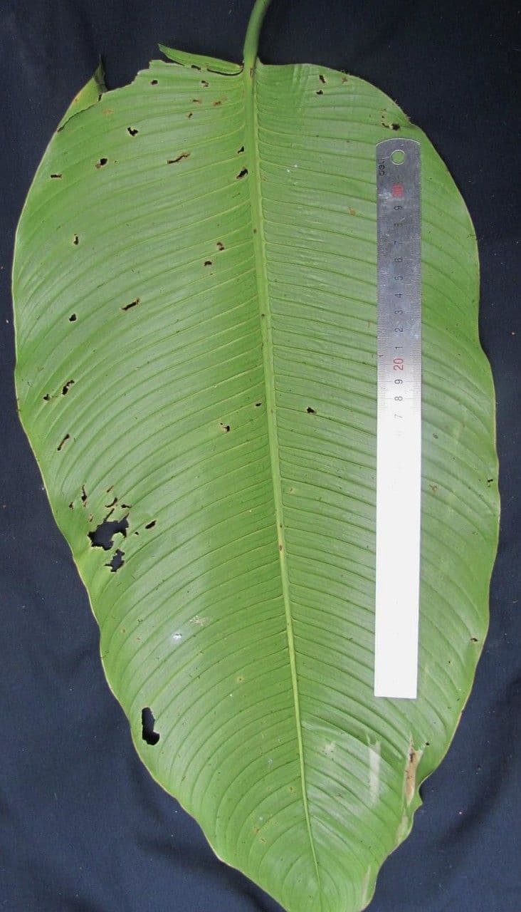 Rhodospatha 7