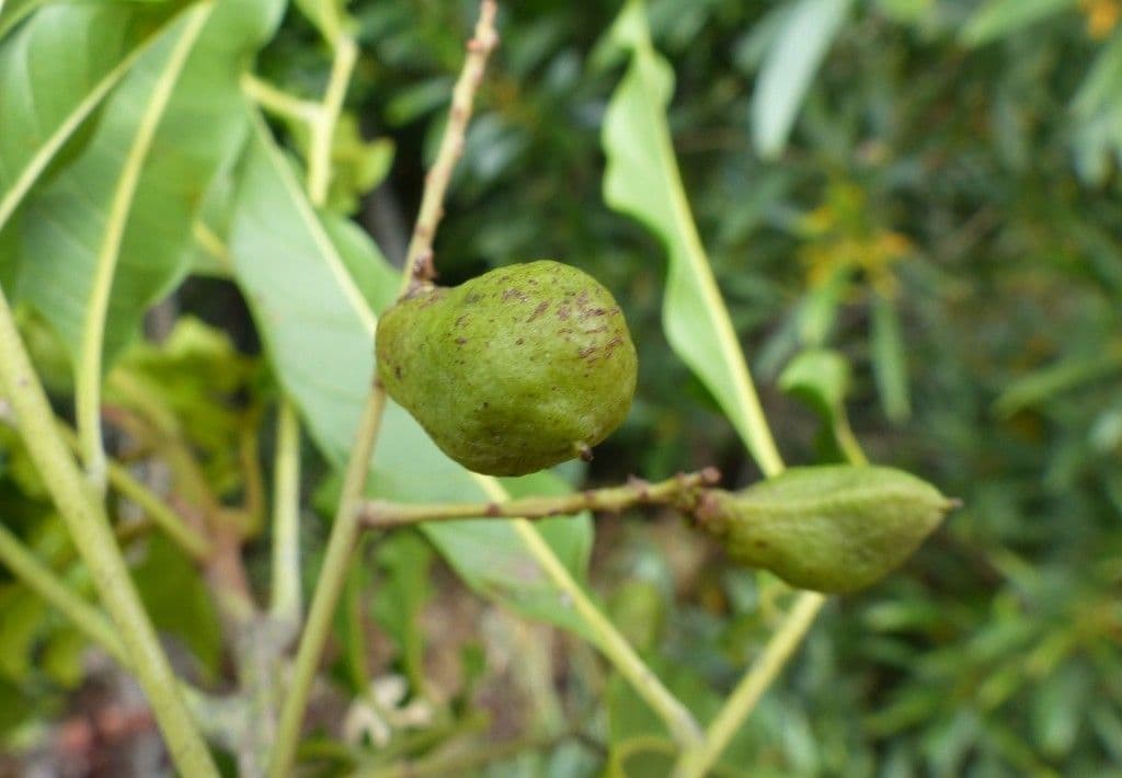 Lepidocupania