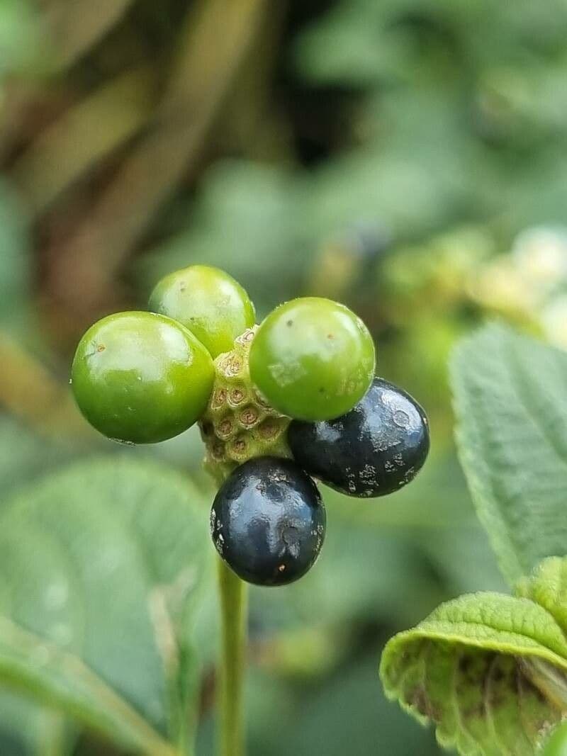 Lantana canescens 3