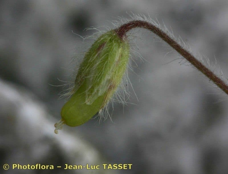 Bärtiges Hornkraut 3