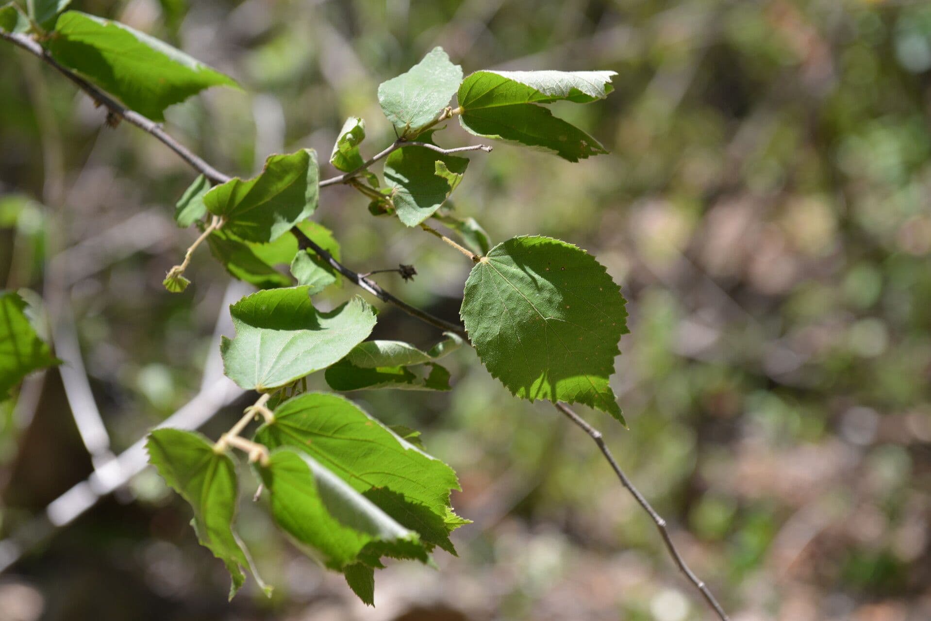 Ayenia 11