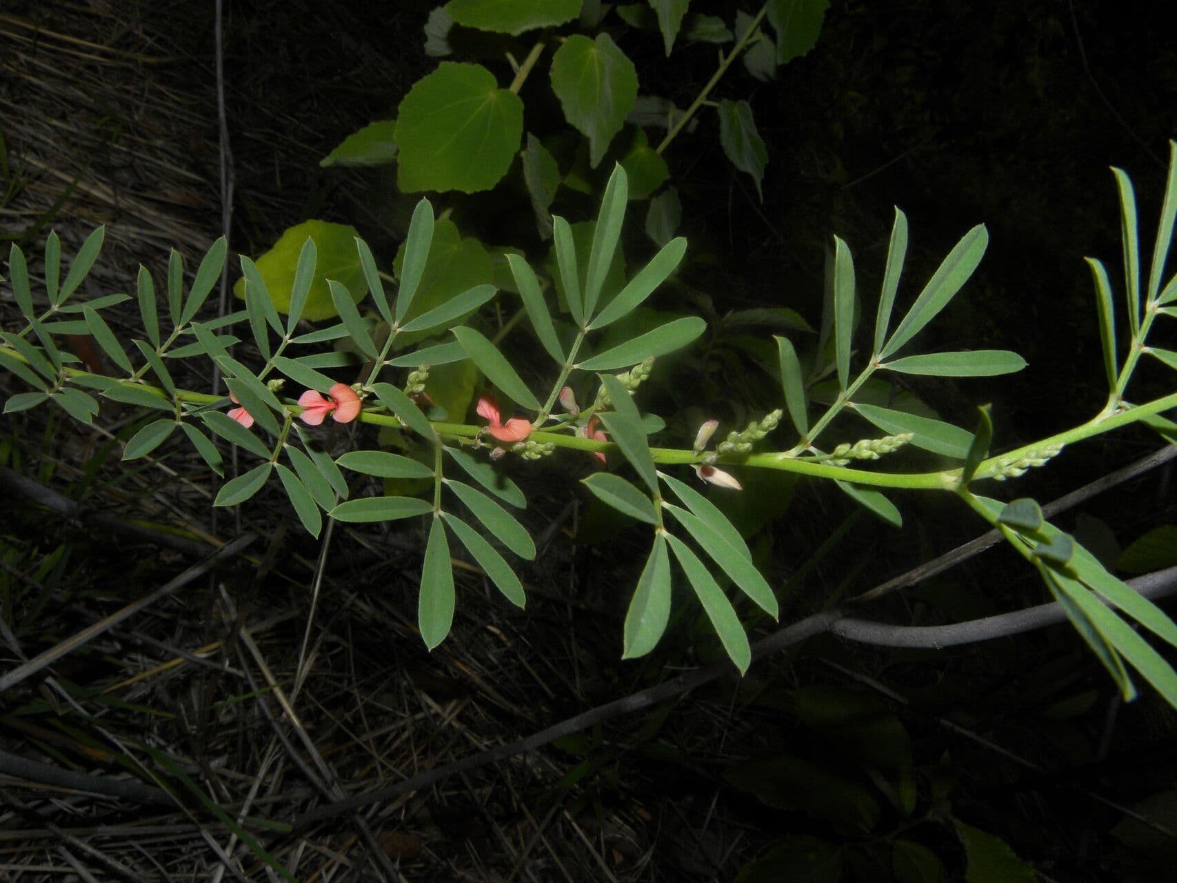 Indigofera 8