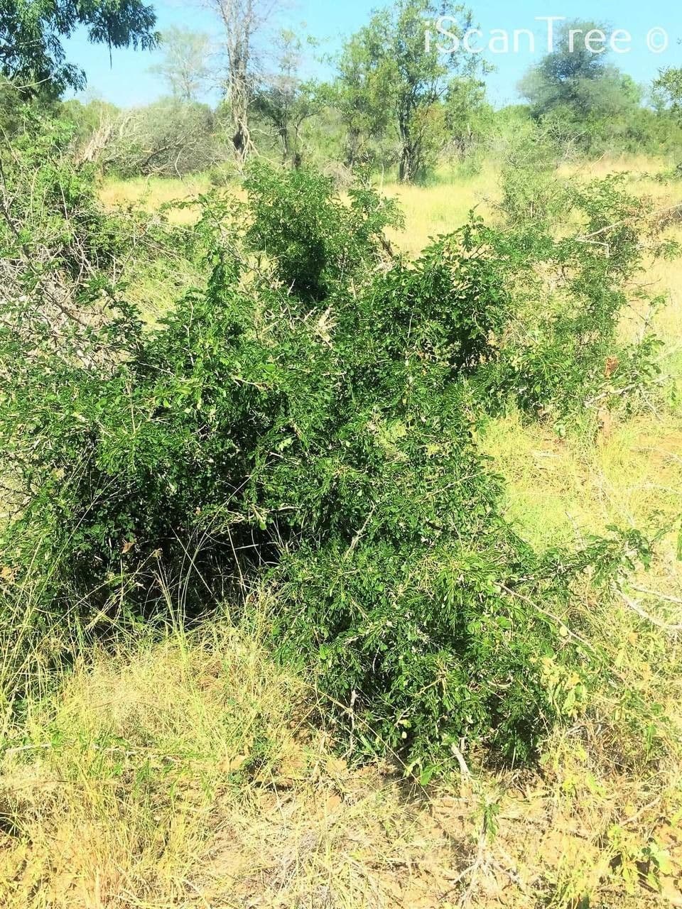 Gymnosporia 13