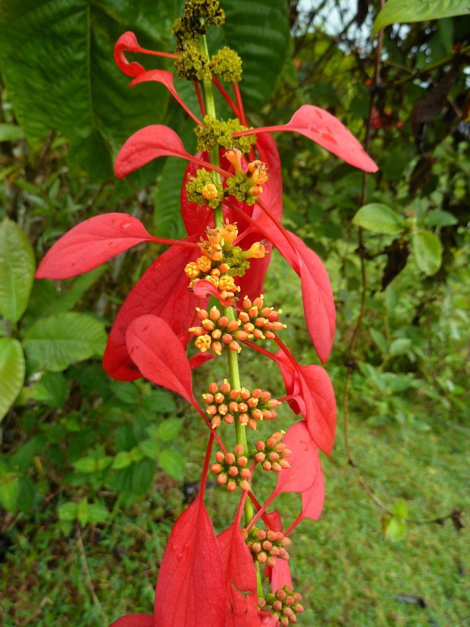 Warszewiczia coccinea 5