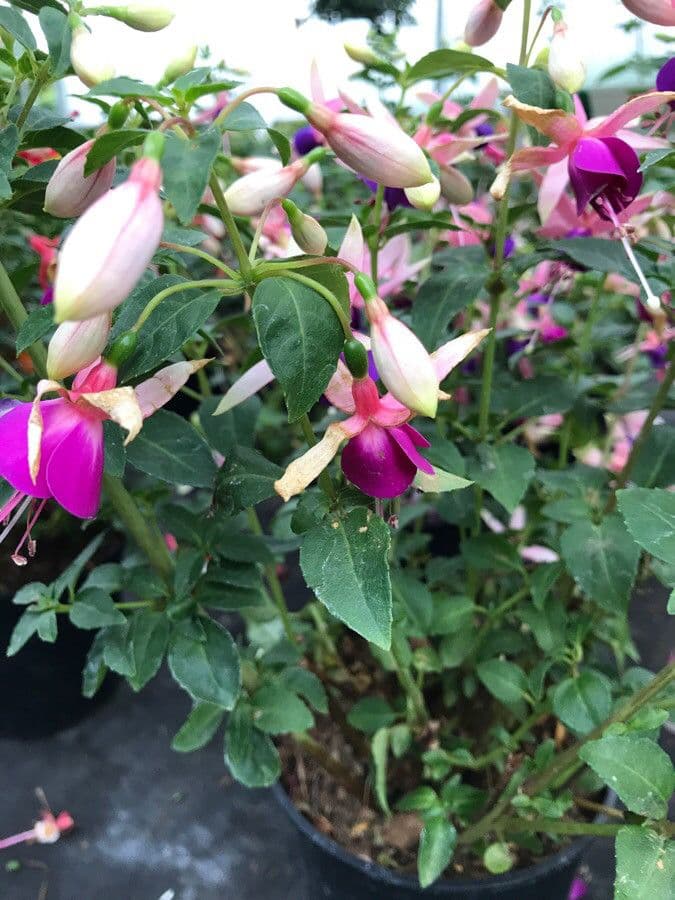 Fuchsien 17