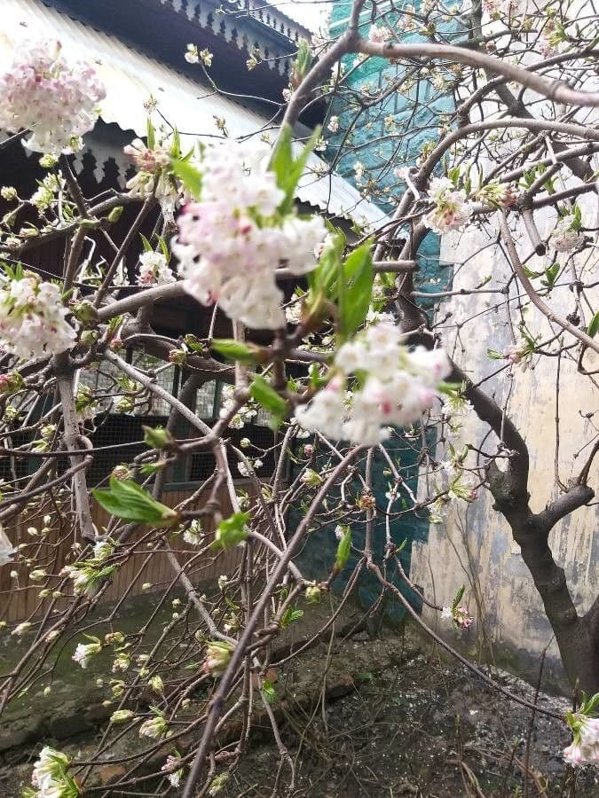 Großblütige Viburnum