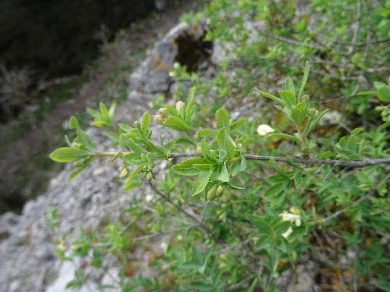 Caprifoglio pirenaico 18