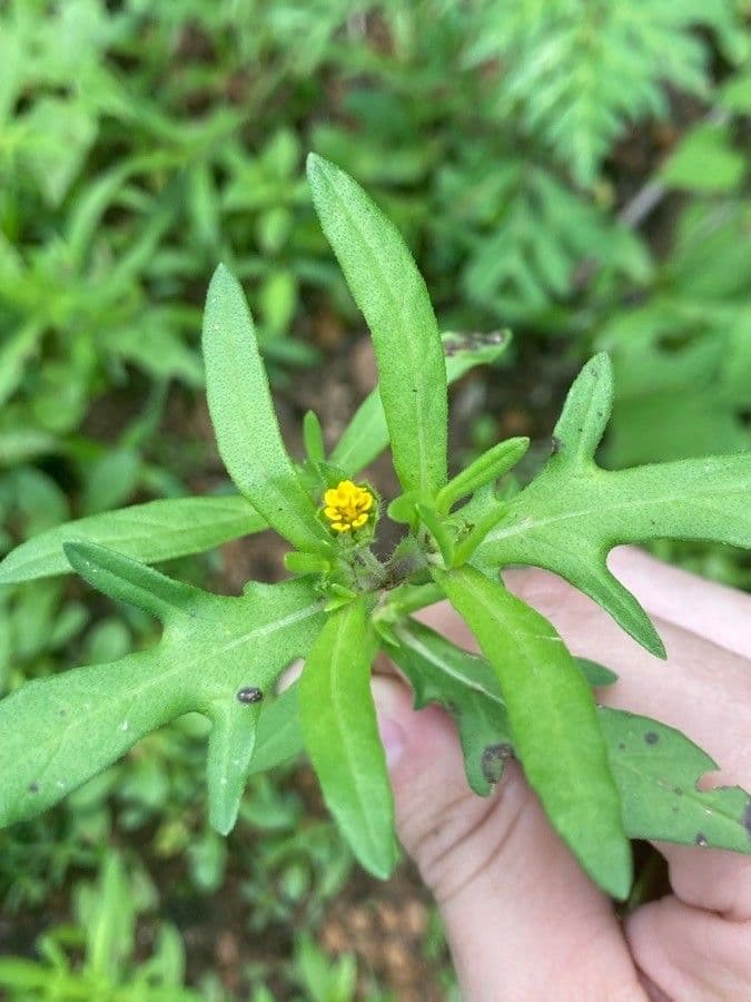 Melampodium sericeum 4