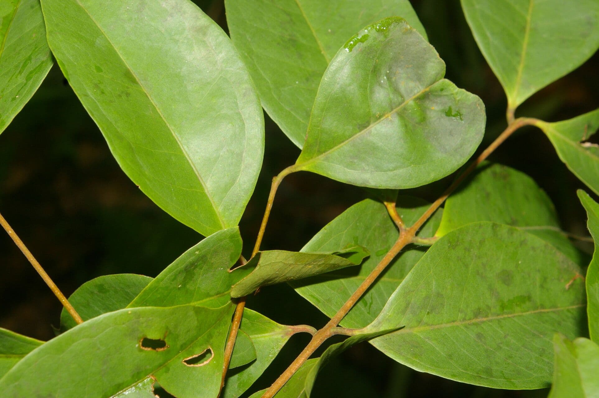 Eugenia 11