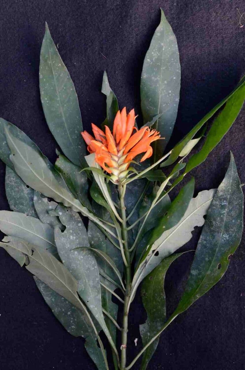 Aphelandra