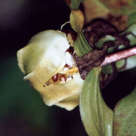 Trillium ovato 2
