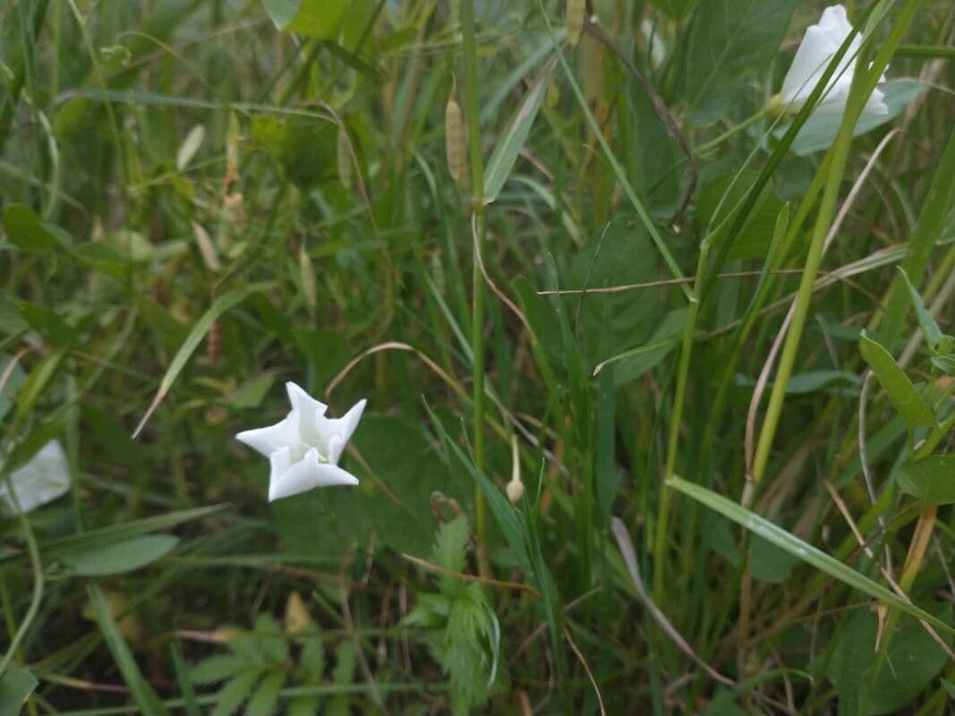 Ipomoea 5