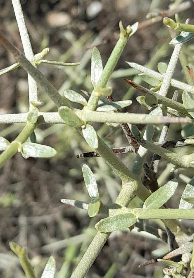 Tricomaria 5