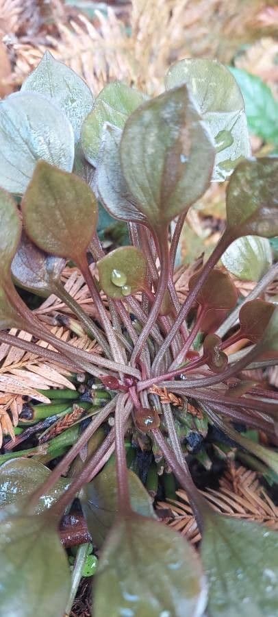 Claytonia 14