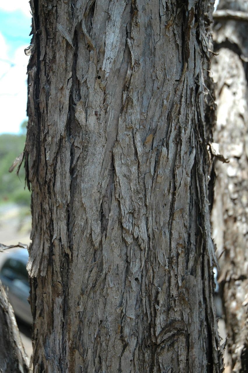 Acacia Koaoha 18