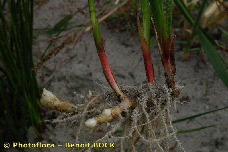 Juncus anceps 16