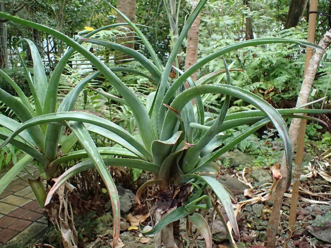 Aloe 2