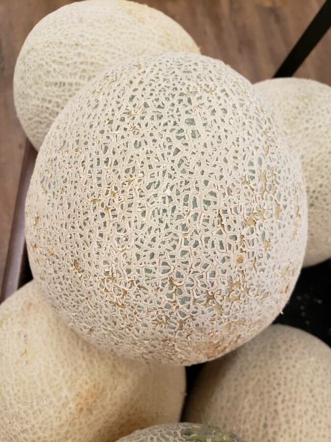 Melon