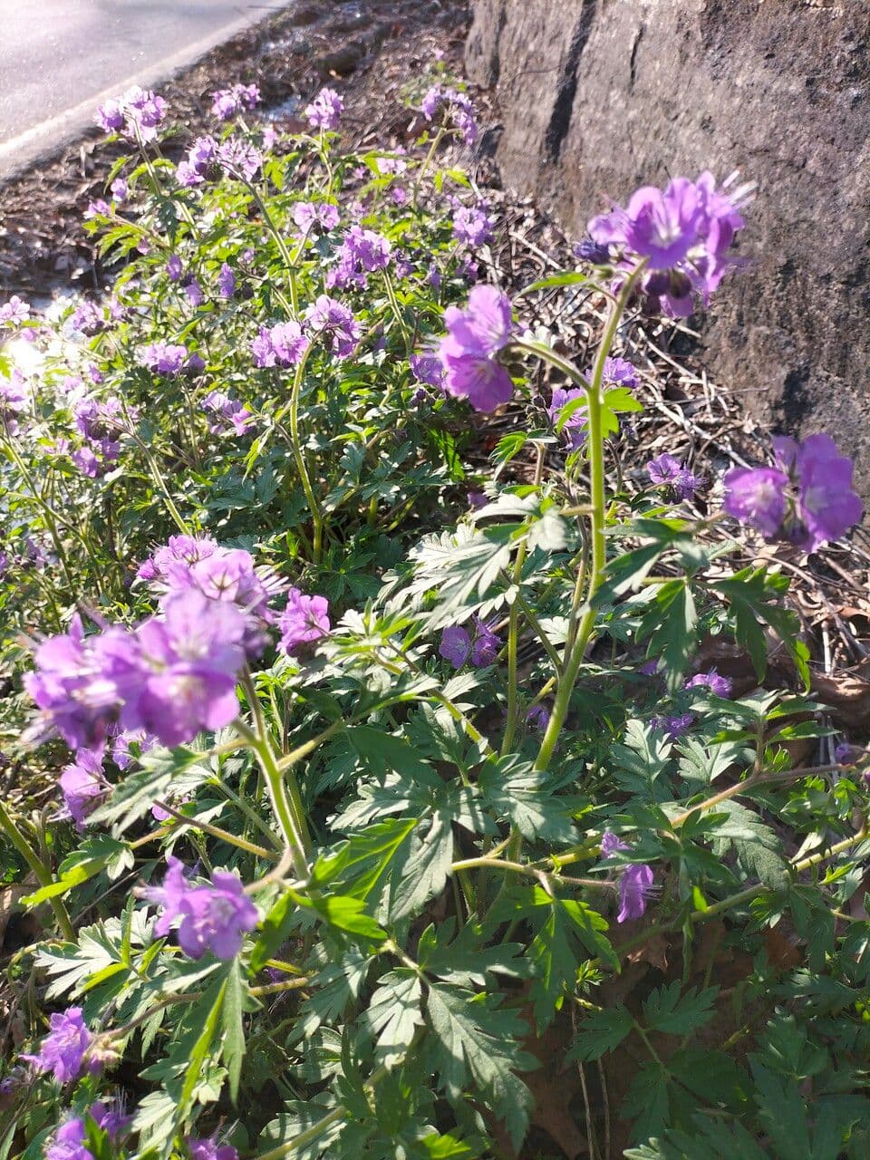 Phacelia bipinnatifida 19