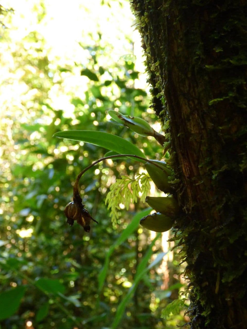 Bulbophyllum 2