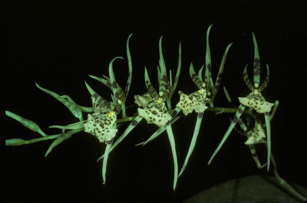 Orchidea ragno maculata 4