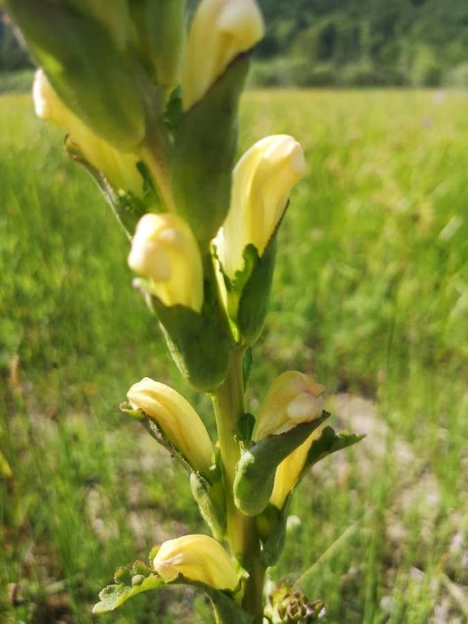 Pedicularis sceptrum-carolinum 2