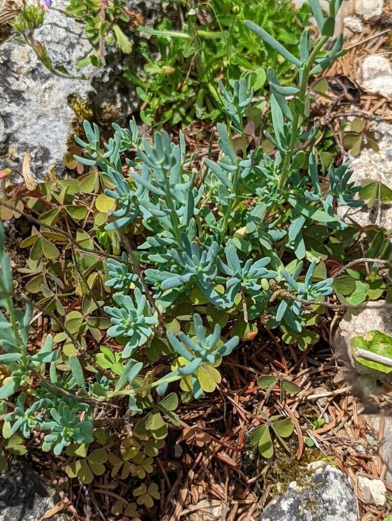 Aethionema 4