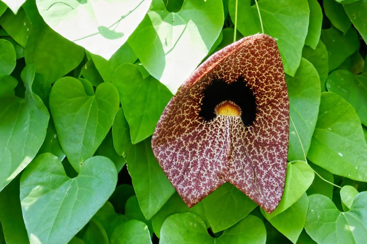 Aristolochia 11