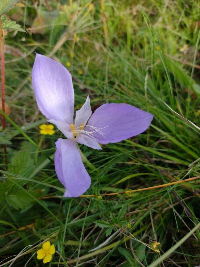 Krokus 14