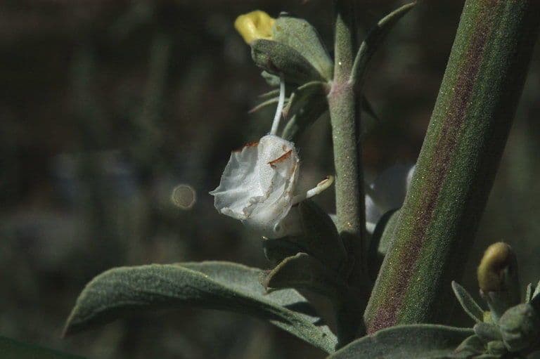 Salvia bianca 3