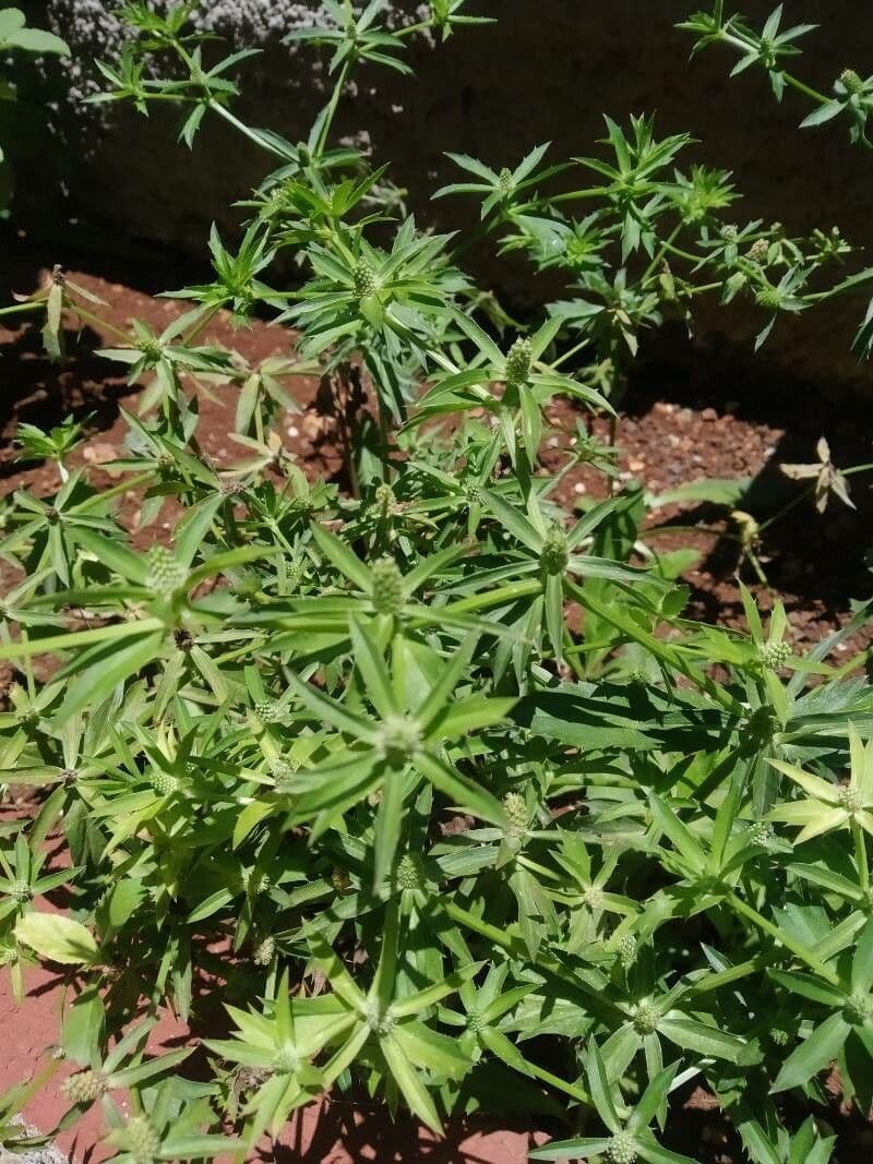 Eryngium foetidum 26