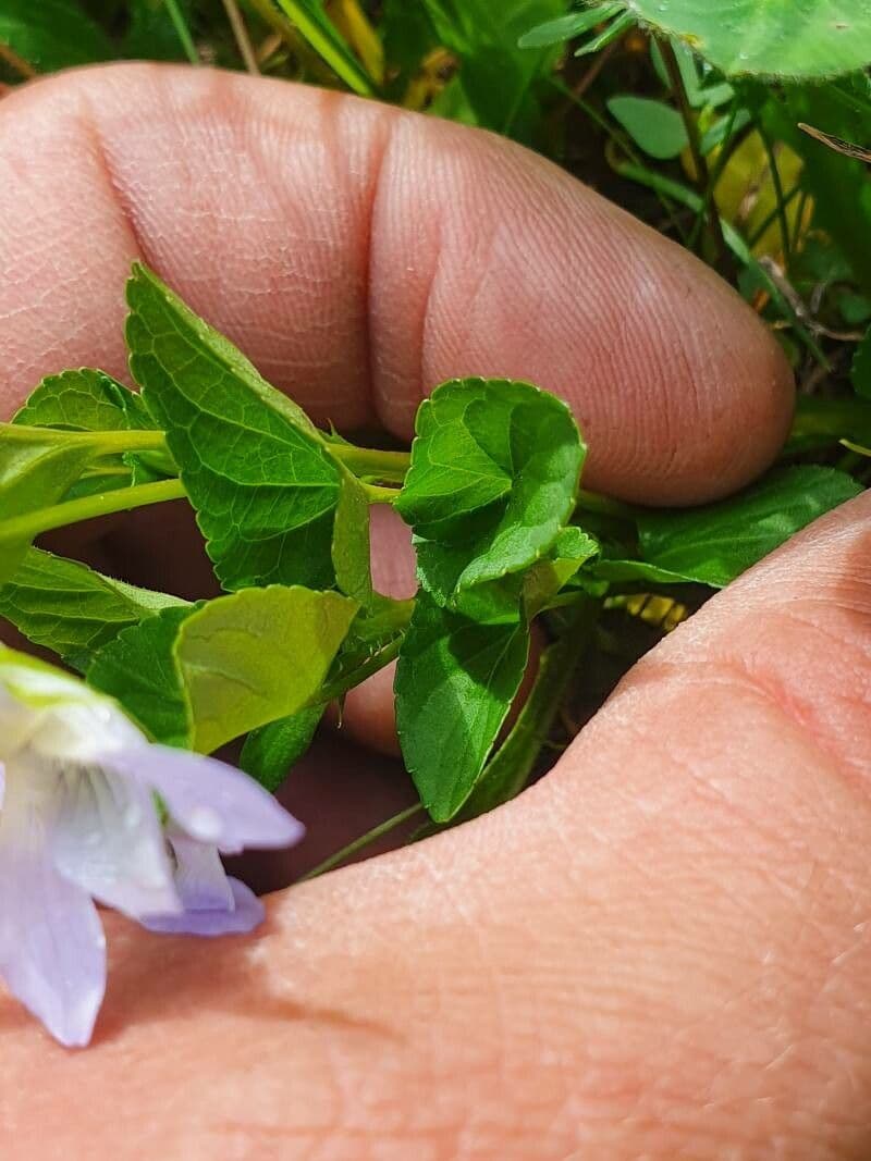 Viola pallida 15