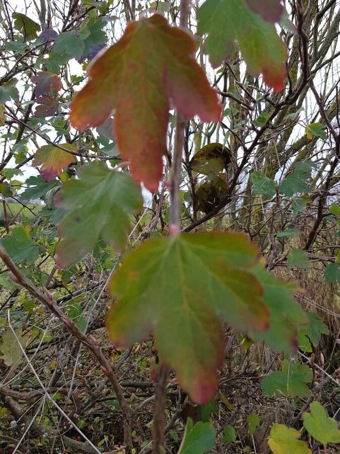 Ribes alpino 17