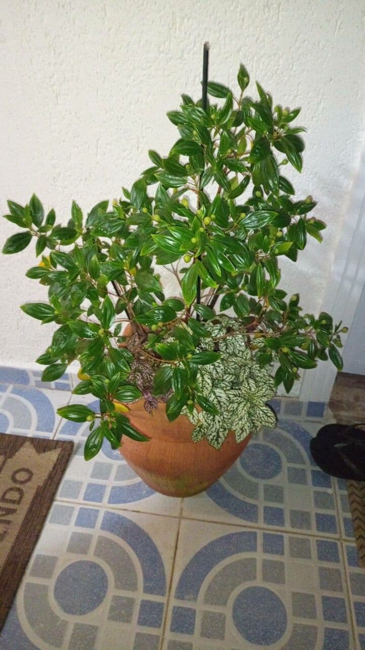 Pleroma 8