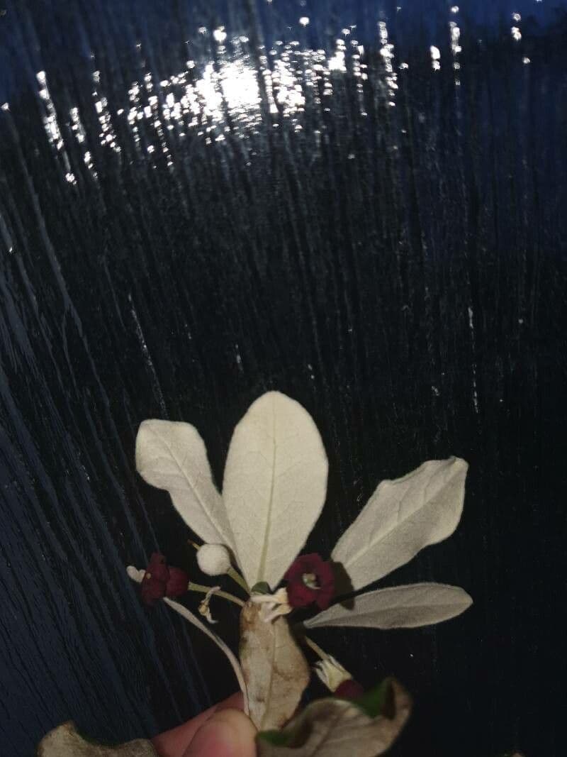Karo 8