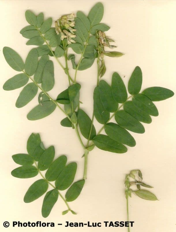 Astragalo 18