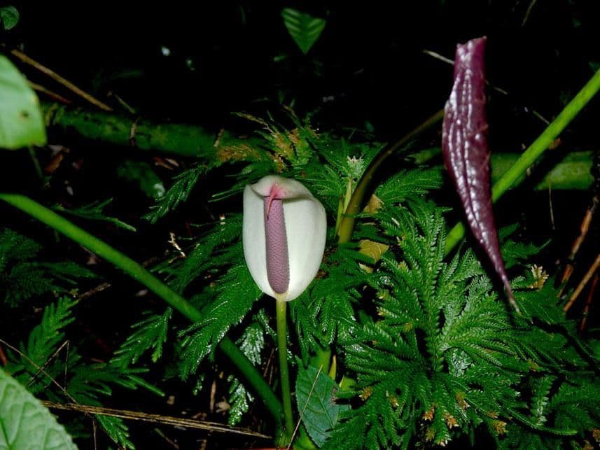 Kalla 4