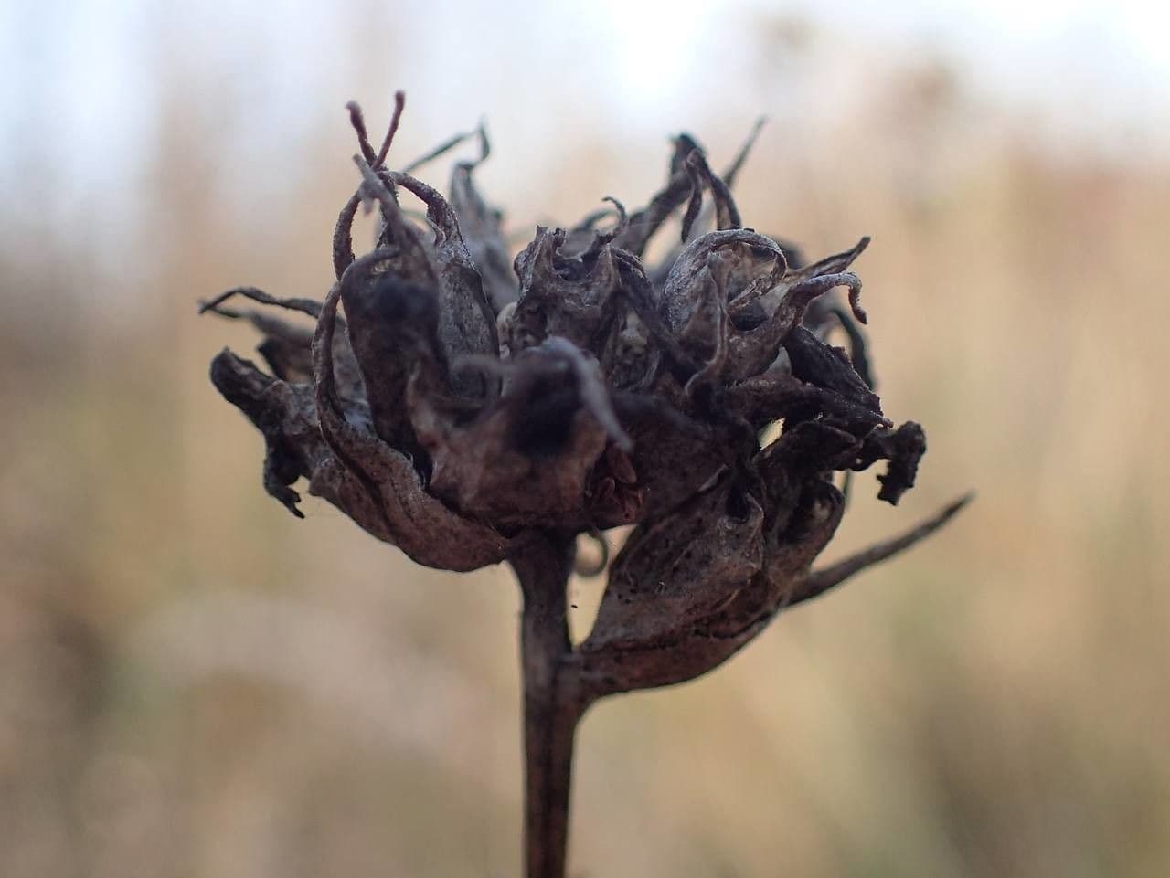 Campanula agglomerata