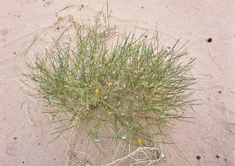 Brocchia 6