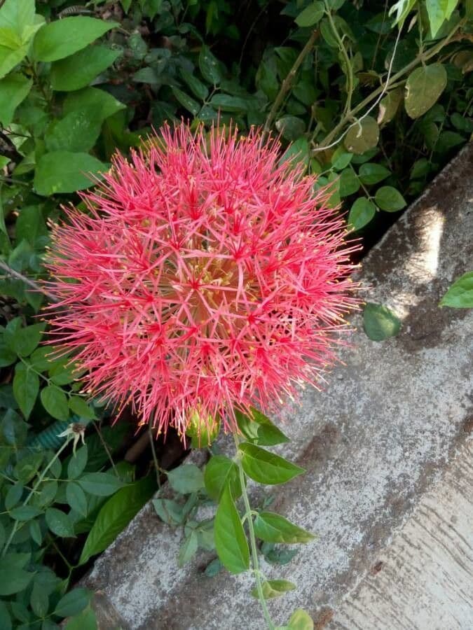 Scadoxus 10