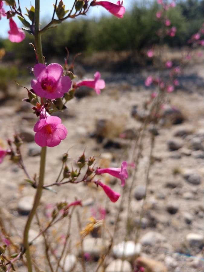 Penstemon di Parry
