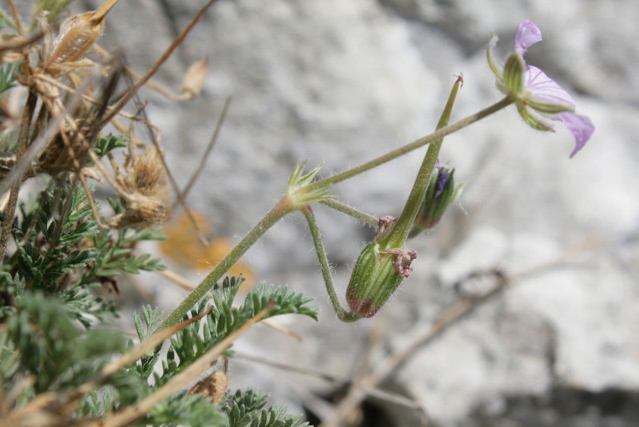 Stinkender Storchschnabel 2